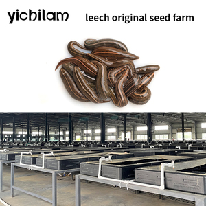 Sanguijas vivas Hirudo Nipponia, sanguijas de origen vegetal de fábrica, extractos 100% puros - Product Image 4