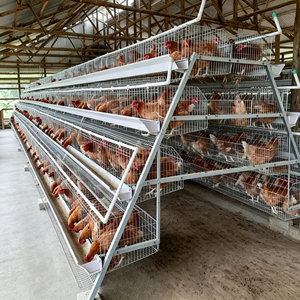 Jaula de gallinas ponedoras tipo A galvanizada para 160 aves, equipo para granjas avícolas comerciales africanas - Product Image 5