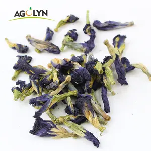 Bán buôn Bướm đậu hoa màu xanh Bướm hoa trà với tác dụng chống oxy hóa