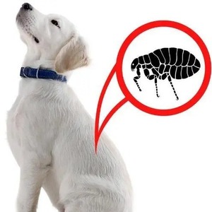 Dissolvant de tiques pour chiens en plastique, 3 pièces/lot, pour animaux de compagnie - Product Image 2