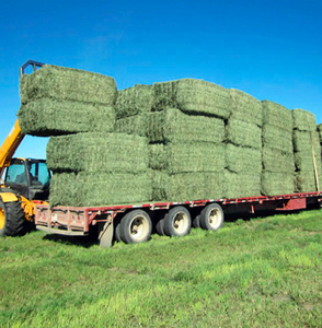Mejor Heno de Alfalfa, Precios Especiales y Envío para la Región del Golfo y Países Árabes - Product Image 4