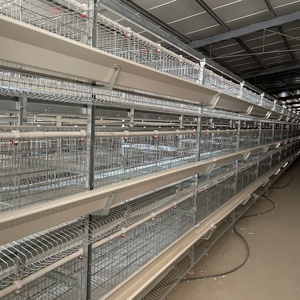 <span class=keywords><strong>Jaulas</strong></span> de pollo tipo H, capa de huevo, jaula de malla de alambre <span class=keywords><strong>para</strong></span> brooder de pollo, a la venta, <span class=keywords><strong>jaulas</strong></span> de pollo <span class=keywords><strong>caseras</strong></span> - Product Image 5