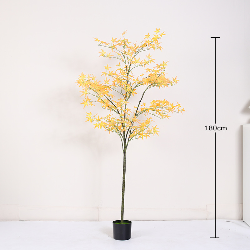 Bonsaï mini érable jaune régulier - 180cm
