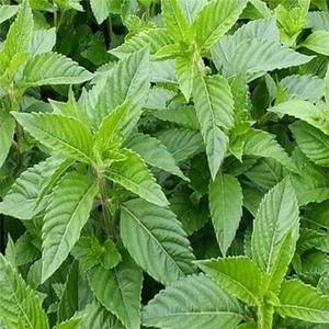 Extrato de planta de fornecimento de fábrica Extrato de <span class=keywords><strong>Mesona</strong></span> <span class=keywords><strong>Chinensis</strong></span> Extrato de grama de gelatina de alta qualidade - Product Image 2
