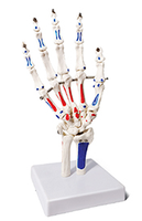 Maniquí de Esqueleto Humano con Músculos Pintados y Huesos de Úlnica/Rádicales, Modelo de Entrenamiento Médico de Tamaño Real, Material de PVC para Escuelas