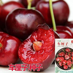 Plantes de myrtilles hardy, multi-types, pour intérieur et extérieur, plantation sur balcon et dans la cour, faible entretien - Product Image 6