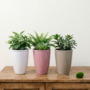 Pot à succulentes en céramique moderne avec bordure perlée pour la décoration intérieure et de bureau - Product Image 2