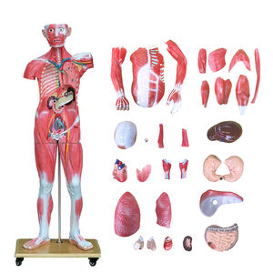 Modèle anatomique <span class=keywords><strong>musculaire</strong></span> du <span class=keywords><strong>corps</strong></span> entier, torse de 180 cm, 37 parties, organes internes, modèle de torse <span class=keywords><strong>musculaire</strong></span> de taille réelle, système médical - Product Image 3