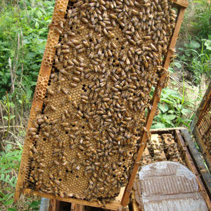 Atacado Bee Food e Pólen Substituto High Protein Bee Forage - Product Image 5