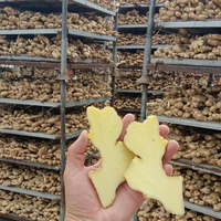 Gingembre Frais 100% Naturel, Cultivé en Ferme, Vente Directe Usine, Gros Volume, Gingembre Frais de Grande Taille