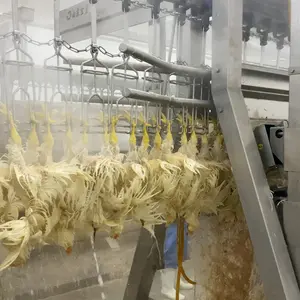 Qingdao Raniche Apparatuur Voor Kleine Boerderijen Evisceration Proces Kip Verwerking Gevogelte Vlees Productie