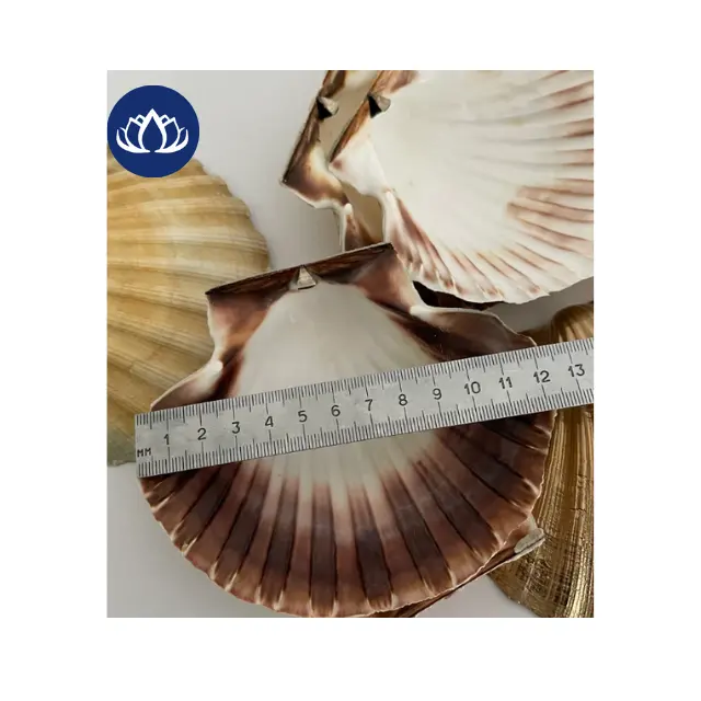 VIETNAM ORIGIN DRIED SCALLOP SHELL/ SEA SHELL FOR CRAFT AND HOME DECORATION