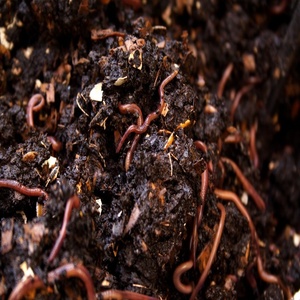 Fertilizante Orgánico de Compost de Vermicompost de Proveedores Agrícolas de la India, Recién Producido, Alta Calidad, Calidad de Exportación, Excelente Precio - Product Image 4