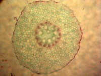 Uso didáctico Microscopio Diapositivas biológicas Raíz de Zea Mays Ciencia médica Diapositivas preparadas en botánica Diapositivas preparadas investigación
