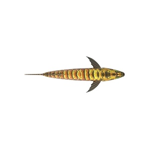 Robot sous-marin Golden <span class=keywords><strong>Dragon</strong></span> Fish <span class=keywords><strong>Drone</strong></span> pour tournage, poisson robotique bionique industriel ornemental - Product Image 3