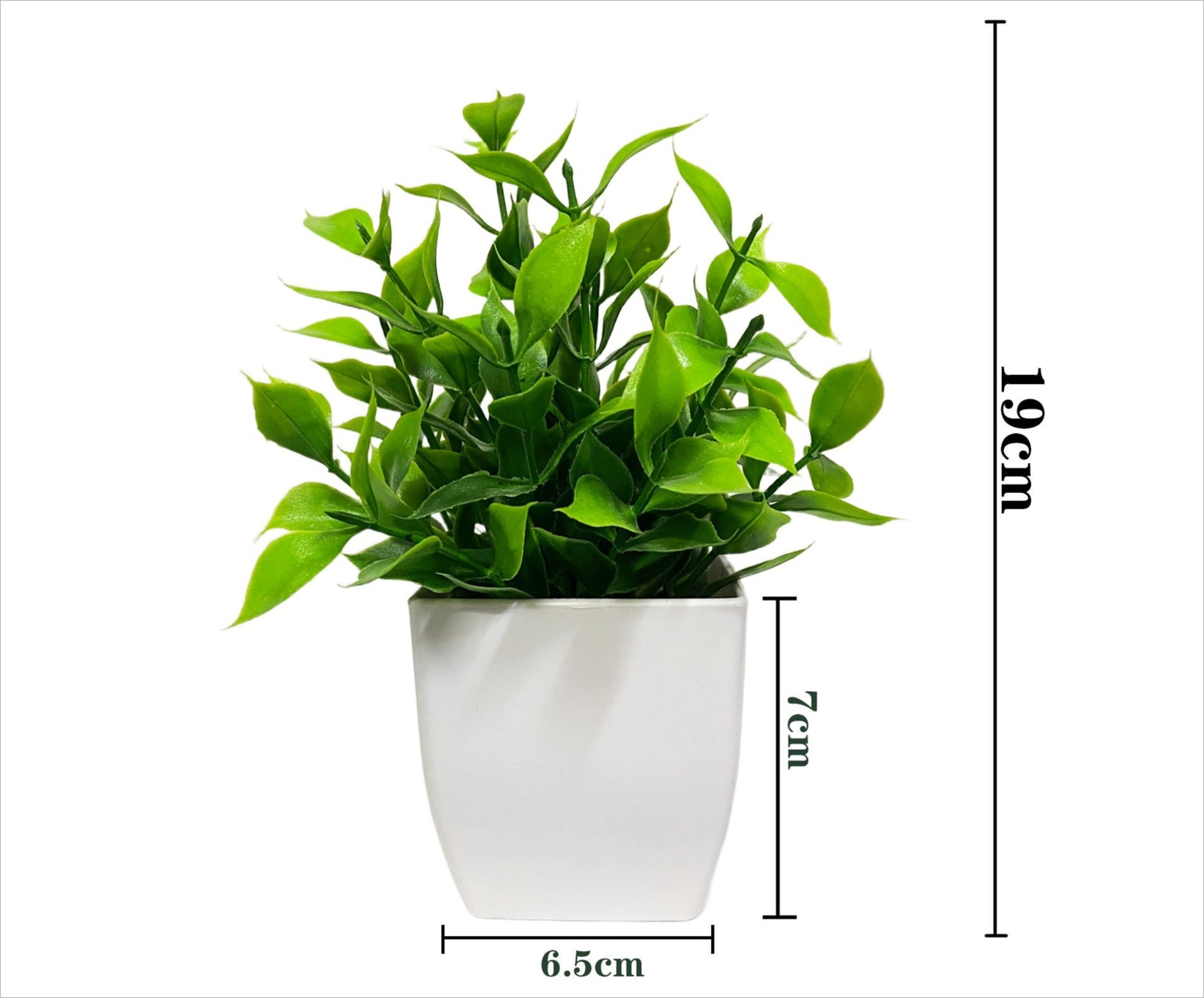 Potted bamboo with pointed leaves green