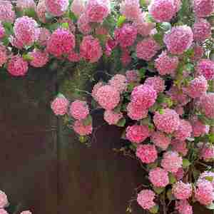 Venta Directa de Fábrica, Flores Artificiales de Hortensia de Tallo Único Grande para Decoración de Bodas y Hogar - Product Image 3