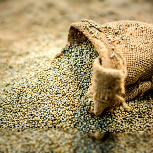 Millet perlé indien de qualité alimentaire, approvisionnement en vrac - Product Image 1