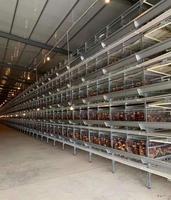 Prix d'usine Équipement avicole : Cages en batterie entièrement automatiques de type H pour poules pondeuses