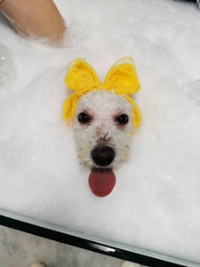 Bañera de Spa <span class=keywords><strong>para</strong></span> perros MT Medical, <span class=keywords><strong>baño</strong></span> <span class=keywords><strong>para</strong></span> mascotas, lavado de piscina, aseo <span class=keywords><strong>para</strong></span> perros, bañeras de lavado, bañera <span class=keywords><strong>para</strong></span> mascotas, <span class=keywords><strong>baño</strong></span> <span class=keywords><strong>para</strong></span> perros - Product Image 6
