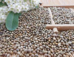 טהור טבע קנבוס תמצית זרעי קנבוס חלבון אבקה - Product Image 3