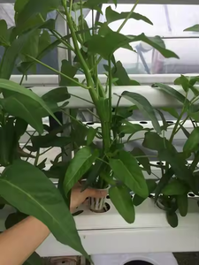 מתלה הידרופונית גדולה (סוג <span class=keywords><strong>pvc</strong></span> מגדל nft סוג) תואם למשאבת פירות וירקות משאבת מים - Product Image 6