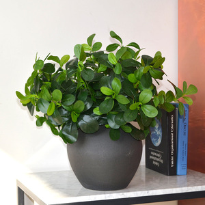 Hojas Artificiales <span class=keywords><strong>de</strong></span> Schefflera <span class=keywords><strong>de</strong></span> 7 Ramas, Flores <span class=keywords><strong>de</strong></span> Seda Decorativas, <span class=keywords><strong>Planta</strong></span> para Paisajismo, Vegetación Artificial para Uso en Interiores/Exteriores - Product Image 3