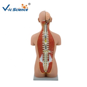 Modèle de tronc ouvert <span class=keywords><strong>asexué</strong></span> 85cm torse <span class=keywords><strong>humain</strong></span> modèle éducatif anatomique des sciences médicales - Product Image 2