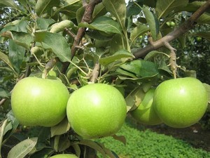 Mele Verdi Manzana a Basso Prezzo, Mele Piccole Rosse dal Gusto Croccante, Prezzo Conveniente dalla Cina - Product Image 2