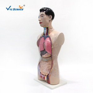 Modèle de tête, cou et torse de 85 cm : Anatomie du haut du corps masculin et organes internes - Aide pédagogique médicale - Product Image 5