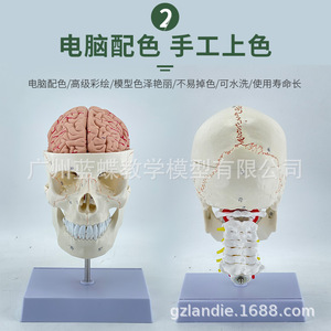 Modèle de crâne naturel avec vertèbres cervicales et structures cérébrales; crâne d'adulte avec artères cérébrales et cervicales suturées - Product Image 2