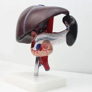 Foie pancréas duodénum modèle hépatobiliaire pancréas rate coeliaque humain organes internes système digestif enseignement médecine - Product Image 1