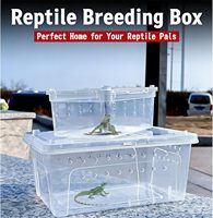 Plateau de transport en plastique massif en gros, boîtes d'élevage et d'alimentation de petite taille pour reptiles, araignées, grenouilles cornées, coléoptères, ver à soie et jeunes animaux de compagnie