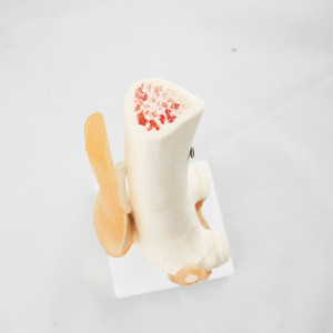 Modelo Anatómico <span class=keywords><strong>de</strong></span> <span class=keywords><strong>Rodilla</strong></span> Humana <span class=keywords><strong>de</strong></span> PVC <span class=keywords><strong>de</strong></span> Tamaño Real para Ciencias Médicas, Modelo <span class=keywords><strong>de</strong></span> Esqueleto Anatómico para Enseñanza - Product Image 5