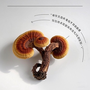 Venta al por mayor chino Lingzhi suplemento orgánico polisacárido <span class=keywords><strong>Ganoderma</strong></span> <span class=keywords><strong>Lucidum</strong></span> Reishi hongo extracto en polvo - Product Image 3