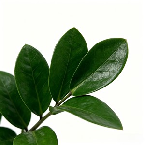 <b>Artificial</b> Money Leaves <b>Tree</b> - Product Image 6