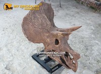 Crâne de Triceratops MyDino pour exposition