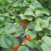 Bulk Koopt Diepvriesfruit Premium Aardbeiendiepvriesaanbod Met Concurrerende Deals Voor Bevroren Aardbeien