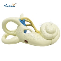 Modelo Anatómico Ampliado del Laberinto del Oído Interno, Modelo del Laberinto Membránico y Óseo Humano para Enseñanza de Otorrinolaringología, CE/ISO/ROHS/CNAS