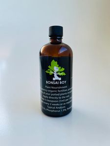 Vente en Gros Bonsaï Conifère Amy 20cm Kit pour Votre Maison Jardin - Product Image 4