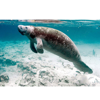 Modèle de manatee gonflable personnalisé