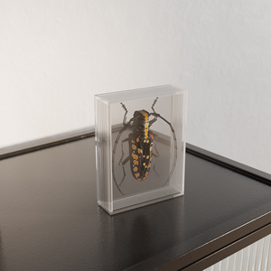 <span class=keywords><strong>Cadre</strong></span> <span class=keywords><strong>photo</strong></span> 3D en acrylique personnalisé avec logo pour spécimen d'insecte - Product Image 2