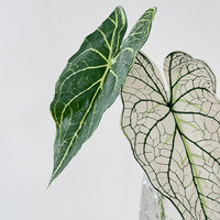 Alocasia bladeren kunstbloemen bosachtige stijl bladwerk bruiloft decoratie kunstgroen binnen woonkamer bloemstukken