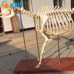 Equipo Educativo de Ciencias Médicas, <span class=keywords><strong>Esqueleto</strong></span> de Vaca/Toro Realista para Estudiantes y Médicos, para Aprendizaje y Enseñanza - Product Image 2
