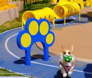 Perlengkapan latihan hewan peliharaan warna-warni yang mudah dibersihkan Platform untuk pelatihan kelincahan anjing dan jualan hewan peliharaan - Product Image 2