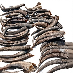 Cuernos de Búfalo Naturales de Alta Calidad Listos para Exportar, Arte y Coleccionismo Animal, Venta Personalizada en Europa, 100% Cuernos de Búfalo Crudos - Product Image 3