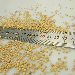 <span class=keywords><strong>Millet</strong></span> blanc avec le prix le moins cher <span class=keywords><strong>Millet</strong></span> blanc gluant chinois - Product Image 2