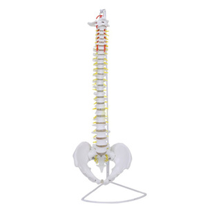Modèle de colonne vertébrale humaine, taille naturelle, grand format, pour l'enseignement médical et l'affichage anatomique - Product Image 1