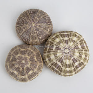 クリエイティブなDIY装飾標本卸売 ホームデコレーションアクセサリー 鉢植え 小さな植木鉢 ウニの殻 - Product Image 6