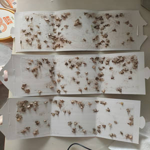 Защита вашего дома, сада, ловушка для мух, использует бионические приманки + липкий захват, экологически чистые нетоксичные одноразовые Твердые натуральные культуры - Product Image 2